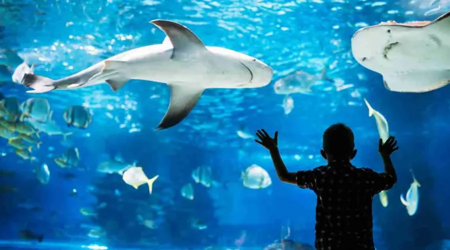 Aquarium de Paris: Découvrez le monde de l’Océan